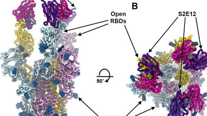 Anticorpi monoclonali superpotenti contro il Covid-19