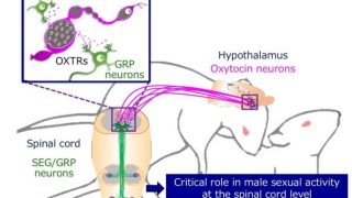 L'ossitocina attiva i neuroni del generatore di eiaculazione spinale (SEG) e del peptide di rilascio della gastrina (GRP) influenzando la funzione sessuale maschile nel ratto (credito: Università di Okayama)