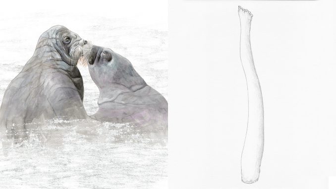 Il TRICHECO, col più grande osso penico (in rapporto alla taglia) tra i mammiferi