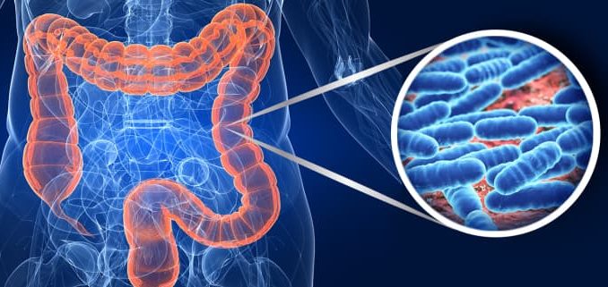 Come funziona la flora batterica intestinale