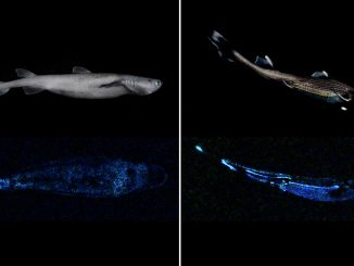 Squali con bioluminescenza naturale a mille metri di profondità