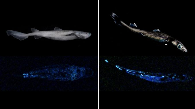 Squali con bioluminescenza naturale a mille metri di profondità