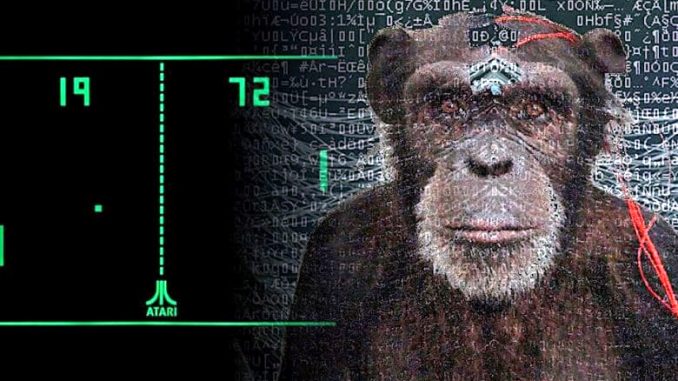 Pager, la scimmia interconnessa con impianto neurale