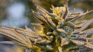 Cosa ci dicono le ricerche sulla legalizzazione di cannabis e droghe leggere?