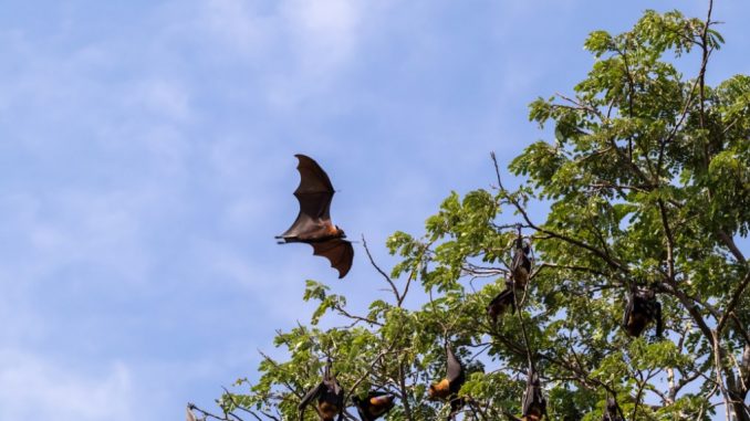 Volpi volanti in una foresta vicina a insediamenti umani. Shutterstock