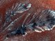 Funghi neri nelle foto dello scongelamento CO2 su Marte