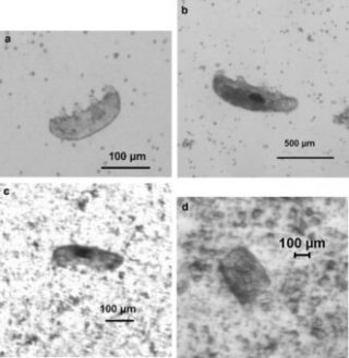 Nei riquadri ‘a’ e ‘b’, esemplari di tardigradi prima dell’impatto. Nel riquadro ‘c’ un esemplare dopo l’urto a 2.620 Km/h. Nel riquadro ‘d’ i frammenti dopo l’impatto a oltre 3.000 km/h. Crediti: Alejandra Traspas and Mark J. Burchell, Astrobiology, 2021