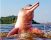 Il delfino fluviale delle Amazzoni (Inia geoffrensis)