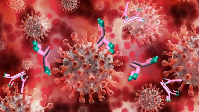 Cura anticorpale previene il coronavirus per un anno