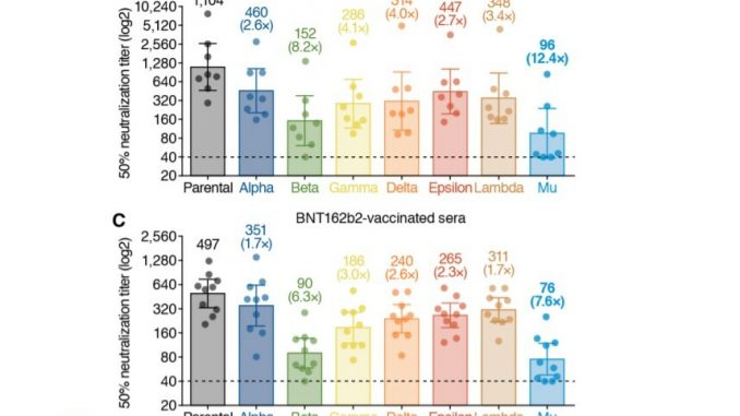 Variante Mu è «altamente resistente agli anticorpi del vaccino e dei guariti», lo studio (in preprint) dal Giappone