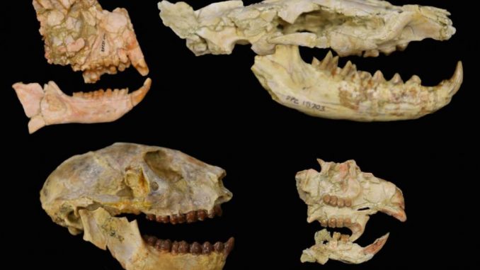 Fossili dei gruppi di animali utilizzati per studiare l'estinzione Eocene-Oligocene in Africa: a sinistra i primati, il carnivoro ienodonte in alto a destra e un roditore in basso a destra. Questi fossili provengono dalla depressione del Fayum, in Egitto, e sono conservati presso la divisione dei primati fossili del Duke Lemur Center. MATT BORTHS, DUKE UNIVERSITY LEMUR CENTER