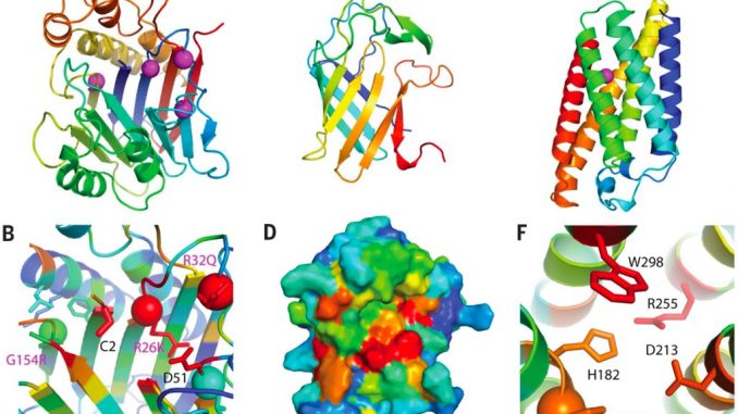 Modelli della struttura delle proteine creati dal programma di apprendimento profondo RoseTTAFold. (Minkyung Baek & AAAS)