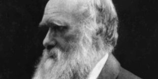 “Darwin ha rubato la teoria dell’evoluzione”: la clamorosa scoperta