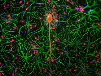 Attivazione degli astrociti tramite il segnale degli interneuroni