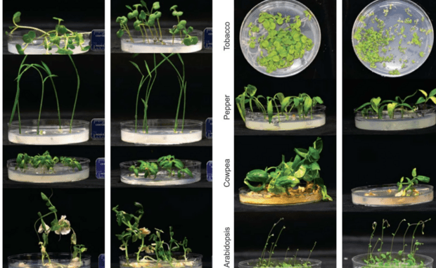 Confronto tra piante coltivate in laboratorio con e senza l'acetato prodotto grazie alla fotosintesi artificiale (fonte: Hann et al, Nature Food, 2022) © ANSA/Ansa