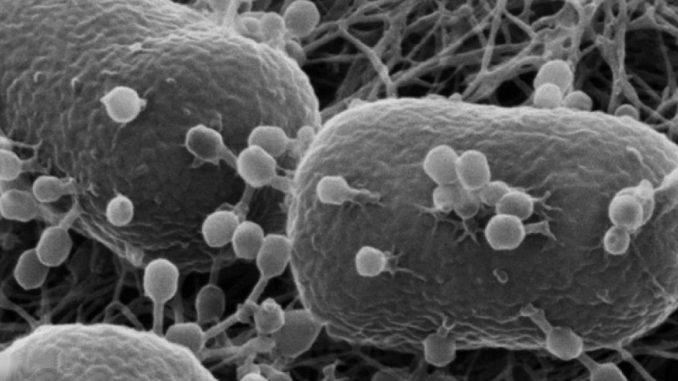Batteriofagi all’attacco di alcuni batteri di E. coli, le strutture più grandi (Wikimedia)