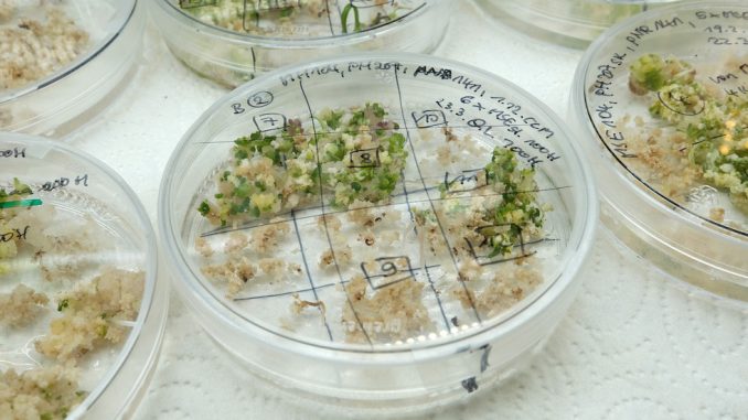 Sperimentazioni sulle piante utilizzando CRISPR/Cas9, presso l’Istituto Leibniz per la genetica delle piante e la ricerca sulle piantagioni a Gatersleben, Germania (Sean Gallup/Getty Images)