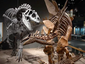 Nuovi studi fanno luce sulla causa dell'estinzione dei dinosauri