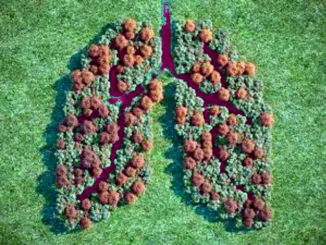 A rischio deforestazione i polmoni vedi del Globo