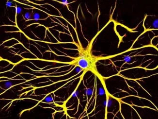 Gli astrociti migliorano le funzioni sinaptiche nel cervello