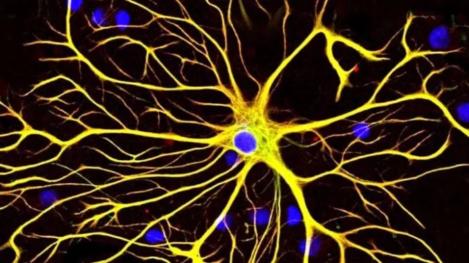 Gli astrociti migliorano le funzioni sinaptiche nel cervello