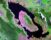 Quinto posto: l'eruzione del supervulcano Toba. Quando il materiale eiettato, tra ceneri, lapilli e rocce incandescenti supera i mille chilometri cubi di volume, si parla di supervulcani. Il Toba, nell'isola di Sumatra, Indonesia, ne rilasciò circa 2800, in una mega eruzione avvenuta 70 mila anni fa. L'esplosione formò una gigantesca caldera (30 chilometri per 100) oggi in parte occupata dal lago Toba, qui fotografato da satellite. Si pensa che l'evento abbia contribuito sia all'abbassamento globale delle temperature, sia a una selezione genetica della specie umana, che all'epoca, secondo alcuni ricercatori, fu ridotta a poche migliaia di individui.