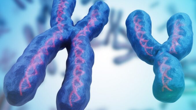 Illustrazione dei cromosomi sessuali Y e X. vchal | Shutterstock