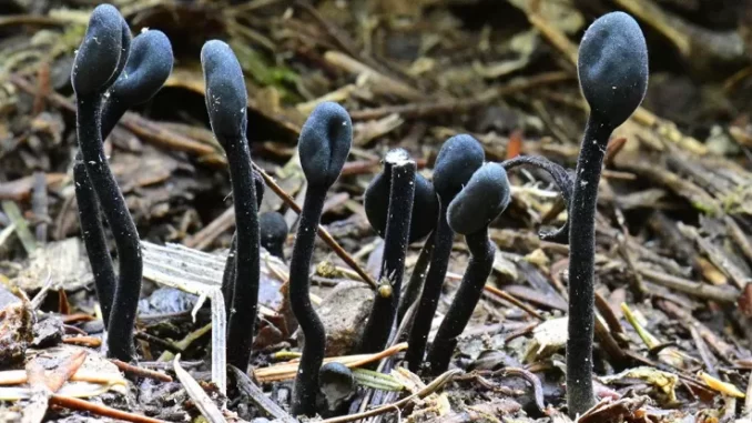 Scoperto nuovo ramo di evoluzione dei funghi