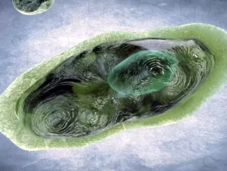Virus giganti rinascono dal permafrost scongelato