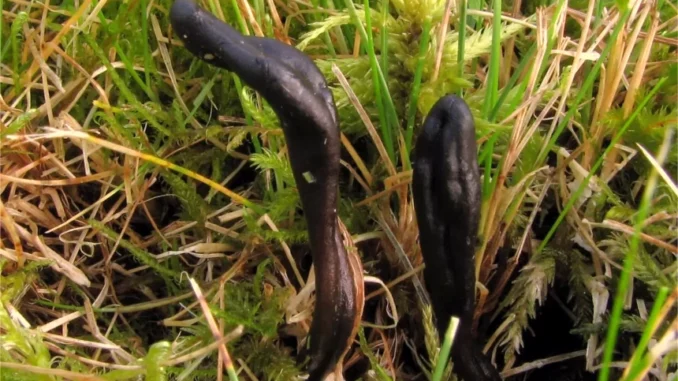 Funghi di un nuovo ramo dell'Albero della Vita