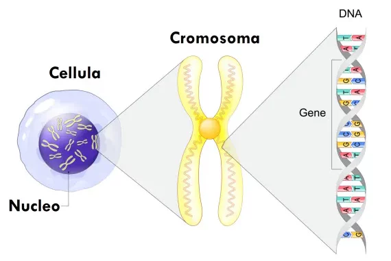 Geni e cromosomi. I geni sono segmenti di acido desossiribonucleico (DNA) che codificano una proteina specifica che funziona in uno o più tipi di cellule dell'organismo. I cromosomi sono strutture che contengono i geni e si trovano all'interno delle cellule . © Designua | Shutterstock elab. Chiara Guzzonato