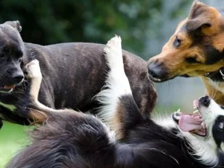 Ogni razza canina ha il suo carattere nel Dna