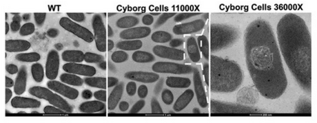 A sinistra le cellule batteriche naturali, al centro e a destra quelle 'cyborg' (fonte: Contreras-Llano et al, 'Engineering Cyborg Bacteria Through Intracellular Hydrogelation', Advanced Science)