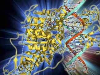 L'epigenoma controlla e modifica il "tempo" delle cellule