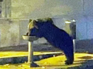 Morto l'orso marsicano mascotte del Parco Nazionale d’Abruzzo