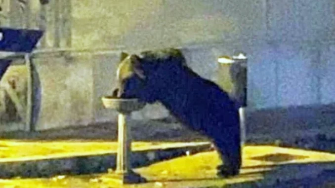 Morto l'orso marsicano mascotte del Parco Nazionale d’Abruzzo