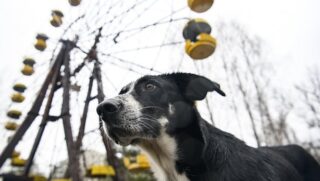 Le radiazioni hanno modificato il Dna dei cani di Chernobyl rendendoli una razza a sé stante