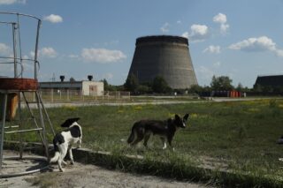 Le radiazioni hanno modificato il Dna dei cani di Chernobyl rendendoli una razza a sé stante