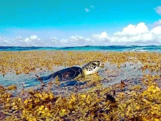 Invasione di alghe Sargassi nell'Atlantico dal Messico al Congo