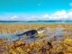 Invasione di alghe Sargassi nell'Atlantico dal Messico al Congo