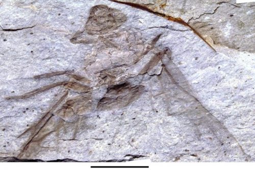 La gigantesca formica regina fossile Titanomyrma scoperta nella formazione Allenby. ( Bruce Archibald )