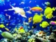 L'ONU vota la creazione di aree protette per il 30% degli Oceani