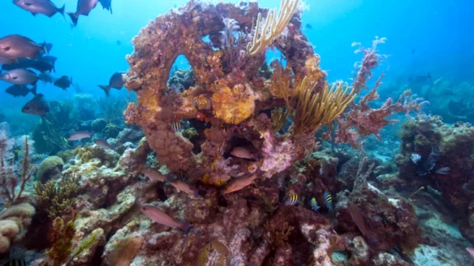 Osborne Reef, la storia di una barriera corallina artificiale