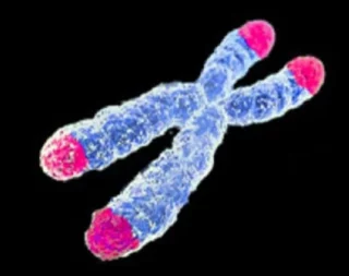 Rappresentazione grafica di un cromosoma e alle estremità, in rosa, i telomeri (fonte: AJC1, da Wikipedia)