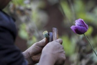 Birmania diventata il primo produttore al mondo di oppio