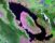 Quinto posto: l'eruzione del supervulcano Toba. Quando il materiale eiettato, tra ceneri, lapilli e rocce incandescenti supera i mille chilometri cubi di volume, si parla di supervulcani. Il Toba, nell'isola di Sumatra, Indonesia, ne rilasciò circa 2800, in una mega eruzione avvenuta 70 mila anni fa. L'esplosione formò una gigantesca caldera (30 chilometri per 100) oggi in parte occupata dal lago Toba, qui fotografato da satellite. Si pensa che l'evento abbia contribuito sia all'abbassamento globale delle temperature, sia a una selezione genetica della specie umana, che all'epoca, secondo alcuni ricercatori, fu ridotta a poche migliaia di individui.