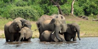 Il Botswana vuole mandare in Germania 20mila elefanti.