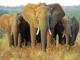 Il commercio dei trofei di caccia aiuta la Botswana